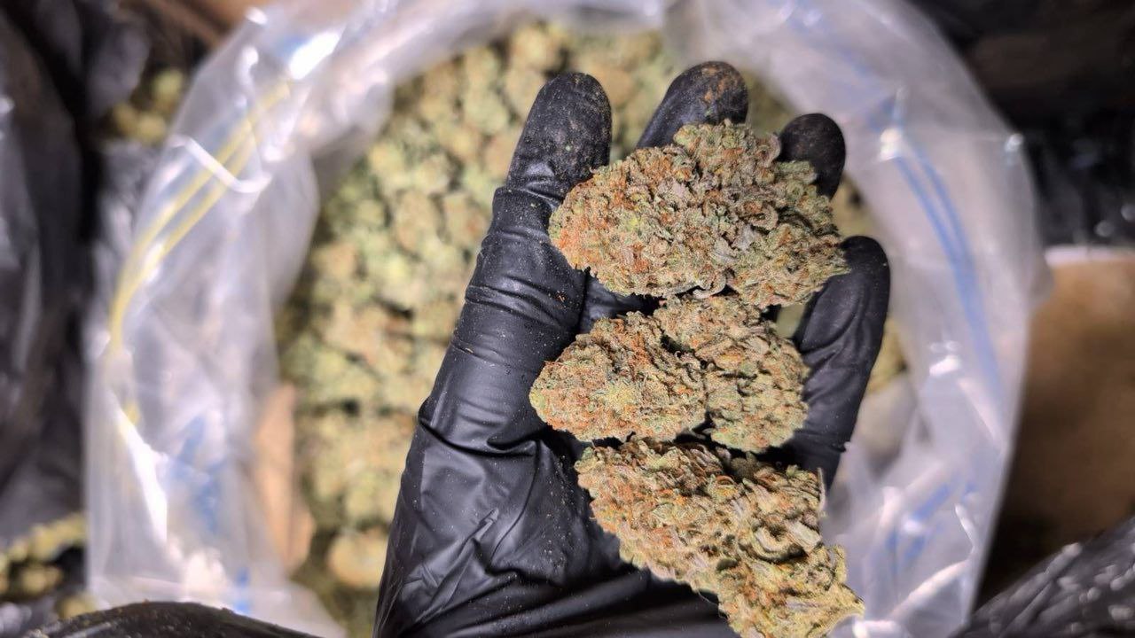 Cali Canada - Image 1
