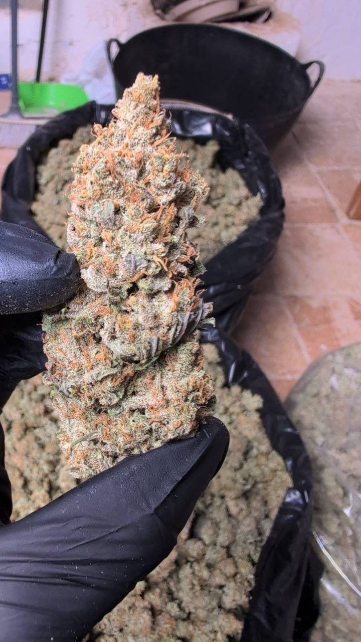 Cali Canada - Image 2
