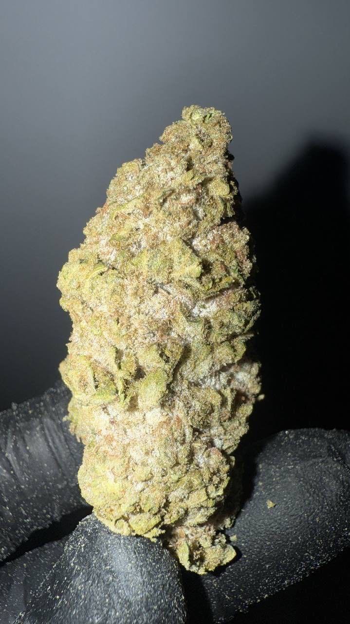 Amnesia